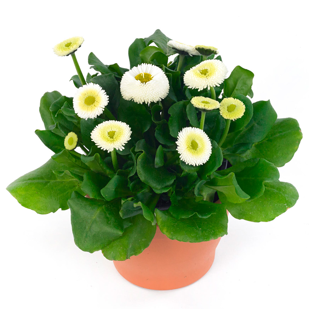 ����  ������ SEEDSPOST ���������� ����������� ���������� ����, 10 ����� Benary ������� ������, ������ �� 145 ���