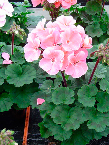 ����  ������ SEEDSPOST ���������� ��������� ���� ���������� F1, 5 ��. Hem Genetics ������� ������, ������ �� 225 ���