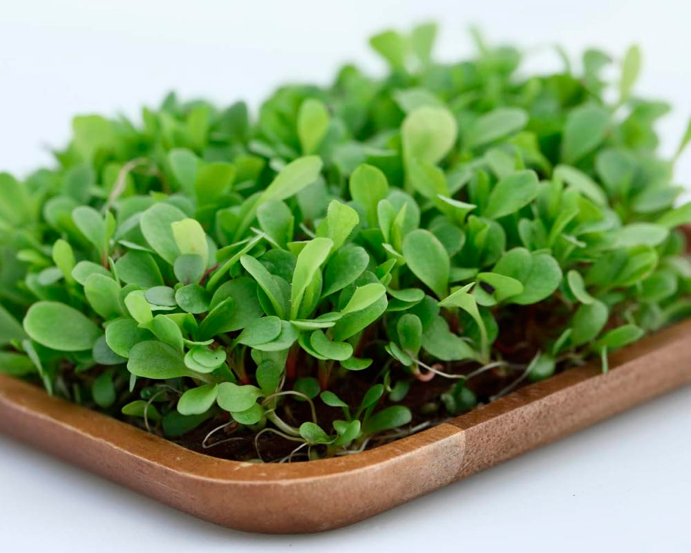 ����  ������ Elite Seeds ����������� ������� �������� ������� ��������� ���� ����, 20 � ���������������� ��������, ������ �� 295 ���