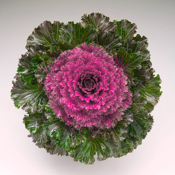 ����  ������ SEEDSPOST ������� ������������ ������� ���� F1, 10 ��.Takii  ������� ������, ������ �� 125 ���