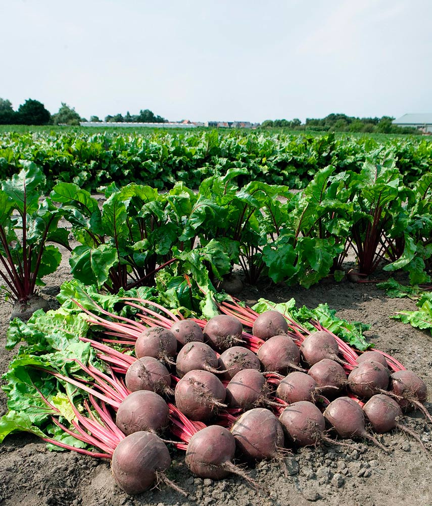 ����  ������ SEEDSPOST ������ ���� F1, 50 ��. ������� ���� Bejo Zaden, ������ �� 75 ���