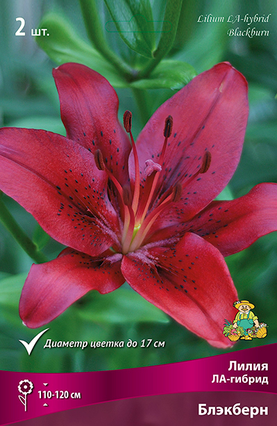 ����  ���������� �������� ����� ��������� ����� ��-������ ��������, 2 ��., ������ �� 349 ���