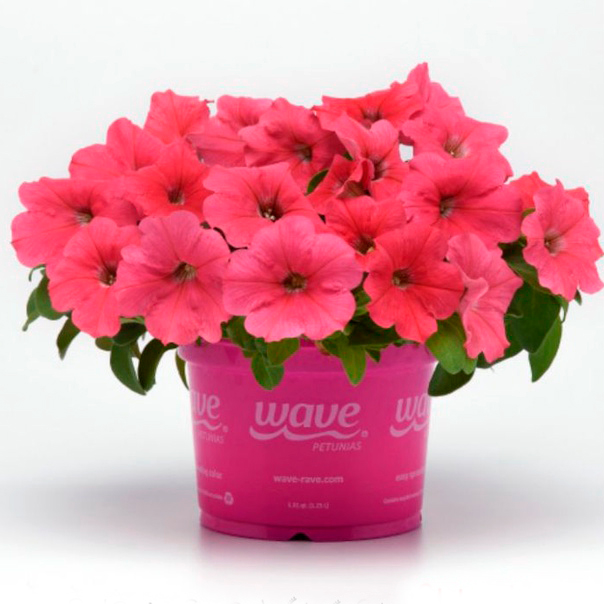 ����  ������ SEEDSPOST ������� ��������� �3 ��� ���� (E3 Easy Wave)����� F1, 5 ����� PanAmerican ������� ������, ������ �� 395 ���