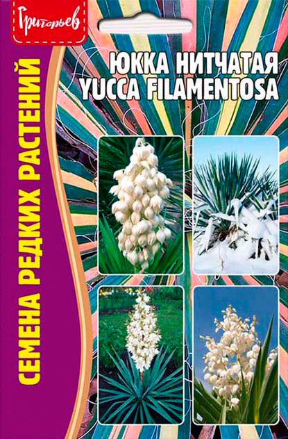       (Yucca filamentosa), 15 .   ,   145 