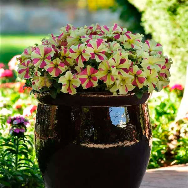 ����  ������ SEEDSPOST ������� ��������������� ��������� ���� ������� F1, 5 ��. PanAmerican ������� ������, ������ �� 245 ���