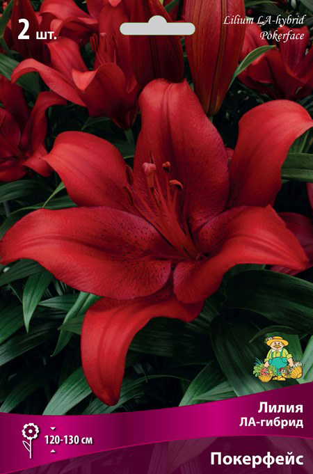 ����  ���������� �������� ����� ��������� ����� ��-������ ���������, 2 ��., ������ �� 325 ���