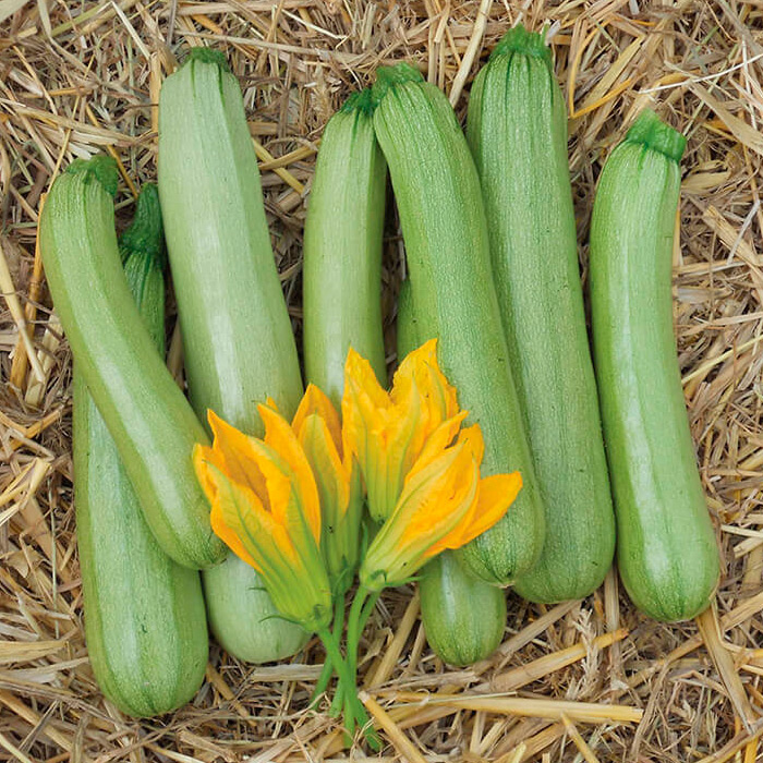 ����  ������ SEEDSPOST ������� ������ F1, 5 ��. ������� ���� Nunhems, ������ �� 175 ���