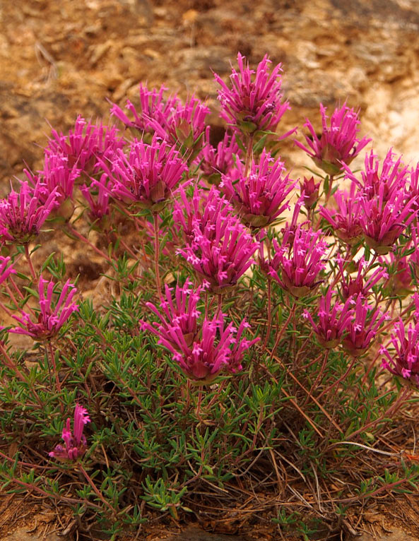 ����  ������ ���� ������ ������ ���������������, 0,03 �, ������ �� 159 ���