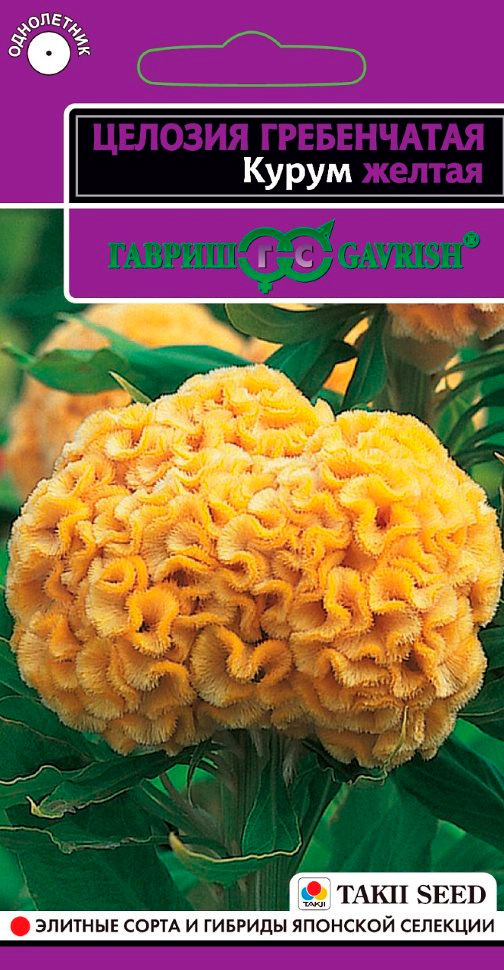 ����  ������ ������ ������� ����������� ����� ������, 10 ��. Takii, ������ �� 45 ���