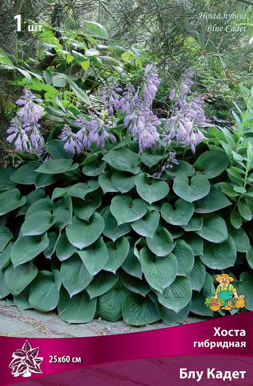 ����  ���������� �������� ����� ��������� ����� ��������� ��� �����, 1 ��., ������ �� 345 ���