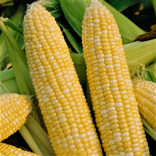 ����  ������ ����� ������ �������� �������� �������� F1, 5 ��., ������ �� 75 ���