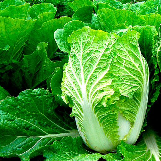 ����  ������ ����� ������ ������� ��������� �� ���� F1, 10 ��., ������ �� 57 ���