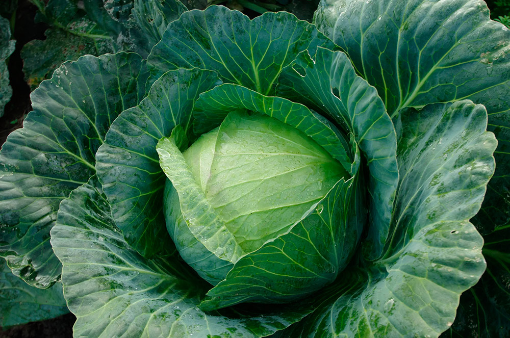 ����  ������ SEEDSPOST ������� ������������ �������� F1, 10 ��. ������� ���� Syngenta, ������ �� 125 ���