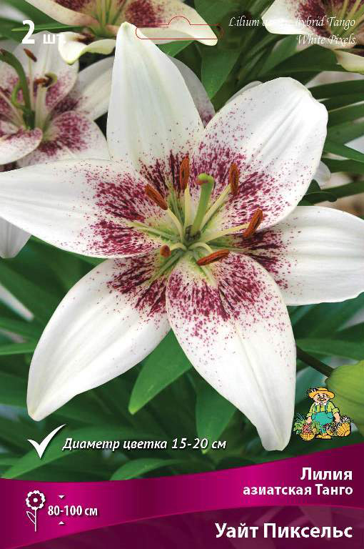 ����  ���������� �������� ����� ��������� ����� ��������� ����� ���� �������C, 2 ��., ������ �� 455 ���