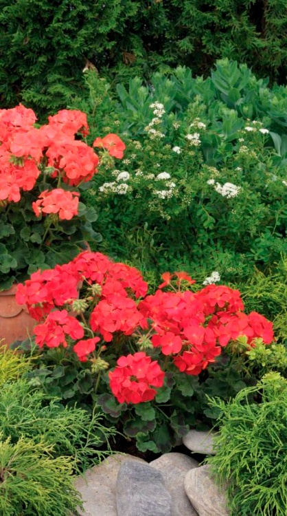 ����  ������ SEEDSPOST ���������� ���������� ����� ������� ��� ��� F1, 5 ��. Syngenta ������� ������, ������ �� 221 ���