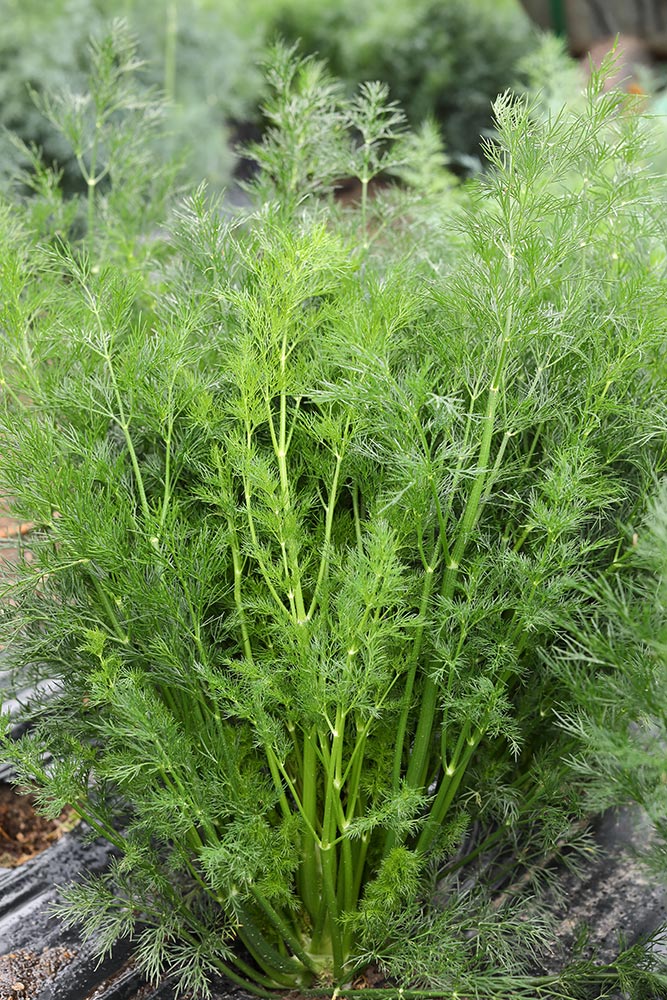 ����  ������ Elite Seeds ����� ������� ���� ����, 15 � ���������������� ��������, ������ �� 145 ���