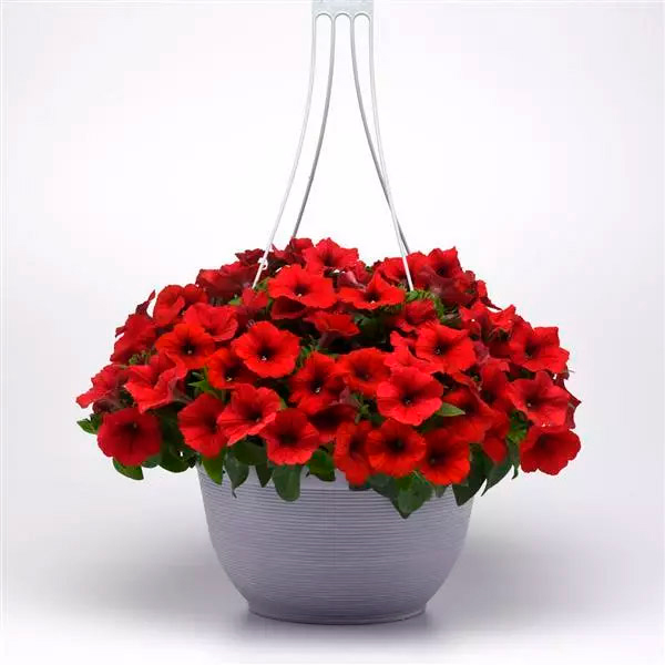    SEEDSPOST   3   (E3 Easy Wave)  F1, 5  PanAmerican  ,   395 