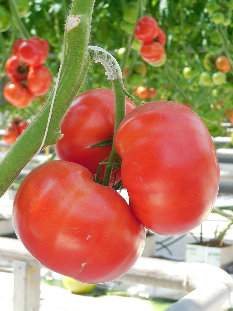 ����  ������ Elite Seeds ����� ������ F1 ���� ����, 20 ��. ���������������� ��������, ������ �� 295 ���