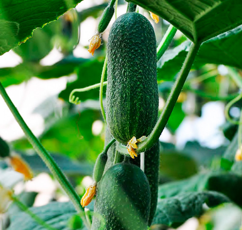 ����  ������ ����� ������ ������ �������� F1, 10 ��., ������ �� 145 ���