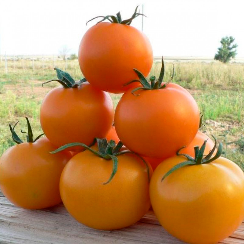 ����  ������ SEEDSPOST ����� TI-169 F1, 5 ��. Enza Zaden ������� ������, ������ �� 295 ���