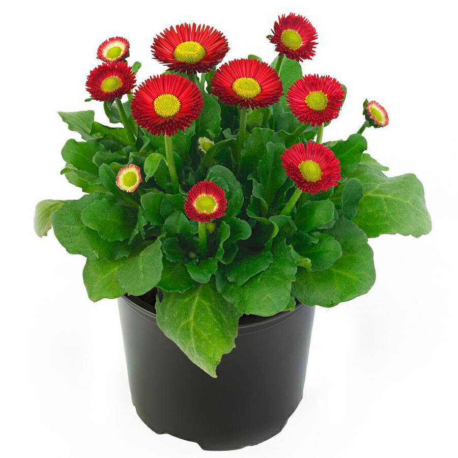 ����  ������ SEEDSPOST ���������� ����������� ���������� ���, 10 ����� Benary ������� ������, ������ �� 145 ���