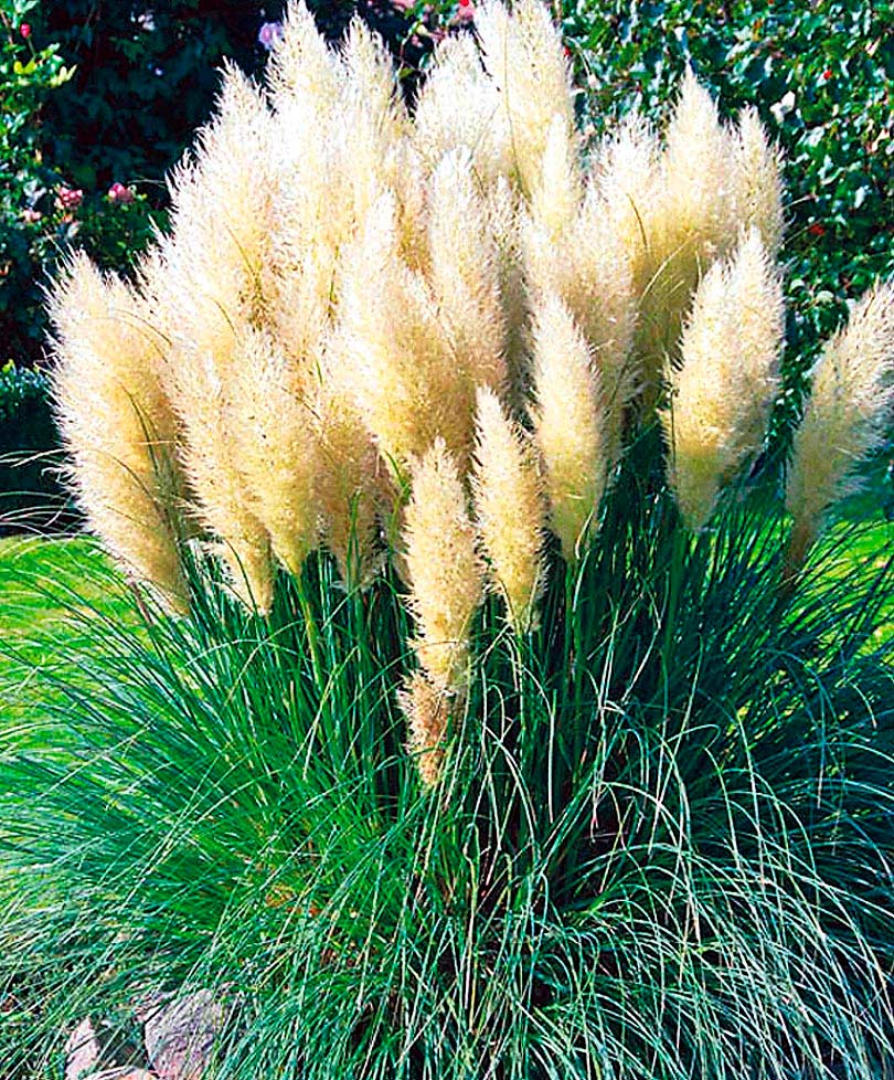 ����  ������ ���� ������ ��������� ����� ���� �����, 0,1 �, ������ �� 125 ���