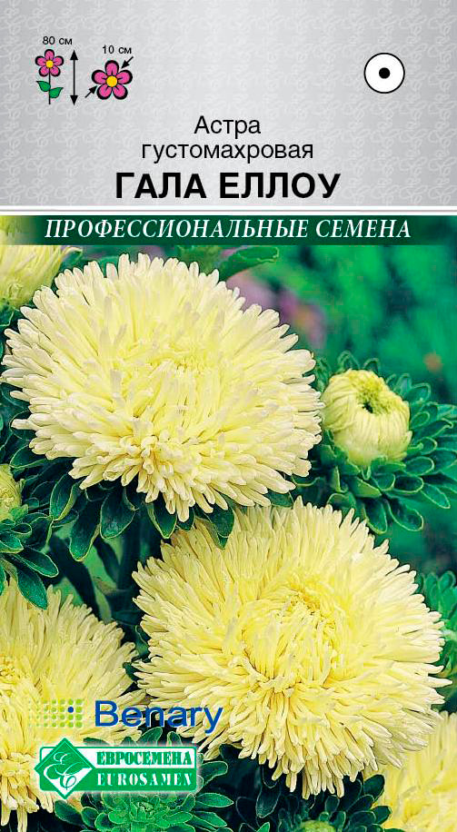 ����  ������ ���������� ����� ������������� ���� �����, 10 ��. Benary ���������������� ������, ������ �� 68 ���