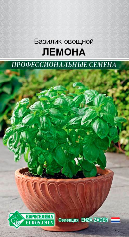       , 0,3  Enza Zaden  ,   51 