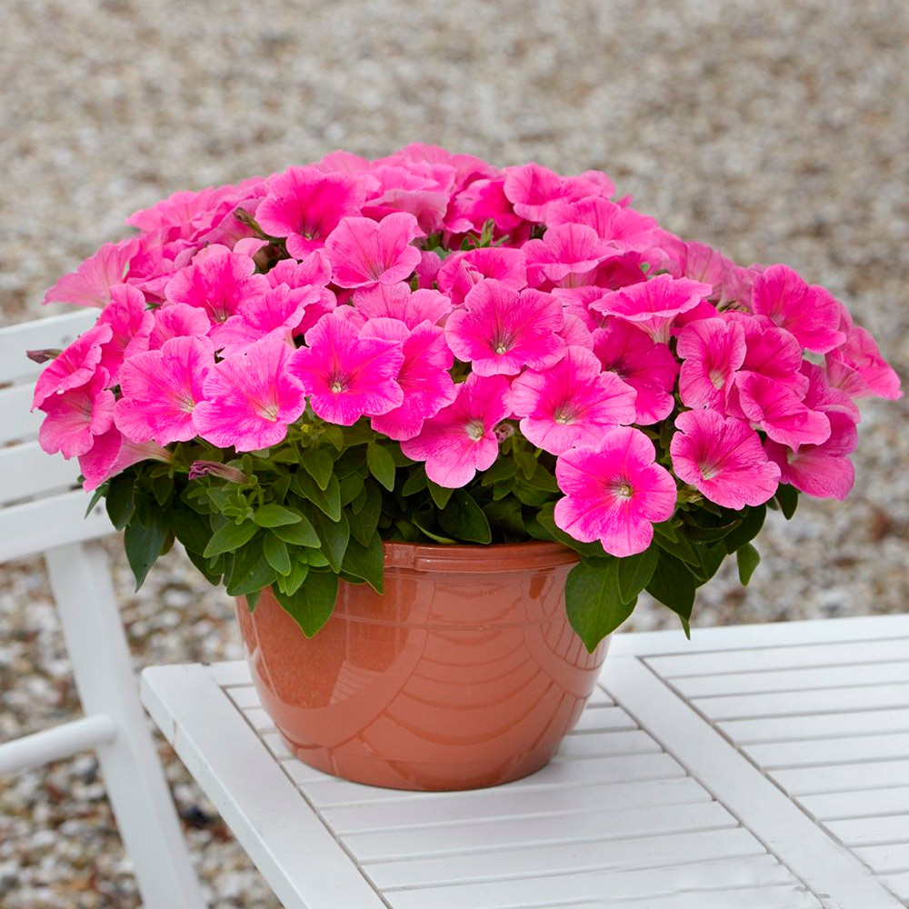 ����  ������ SEEDSPOST ������� ��������� �3 ��� ���� (E3 Easy Wave) ���� ����� F1, 5 ����� PanAmerican ������� ������, ������ �� 395 ���