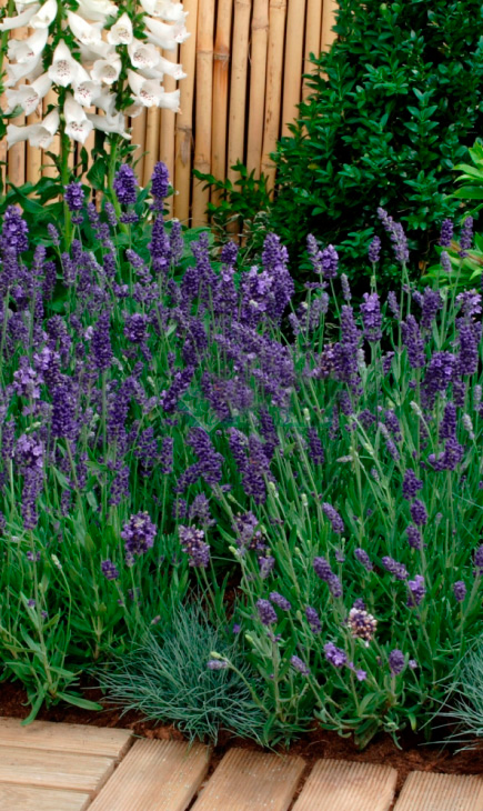 ����  ������ SEEDSPOST ������� ������������� �������� �����, 5 ��. PanAmerican ������� ������, ������ �� 145 ���