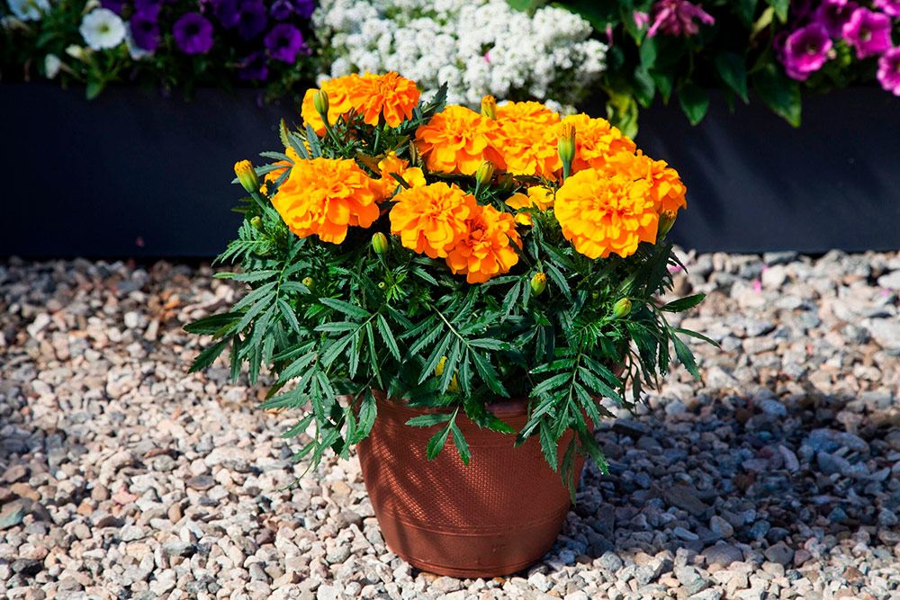 ����  ������ SEEDSPOST �������� ����������� ��������� �����, 10 ��. Floranova ������� ������, ������ �� 148 ���