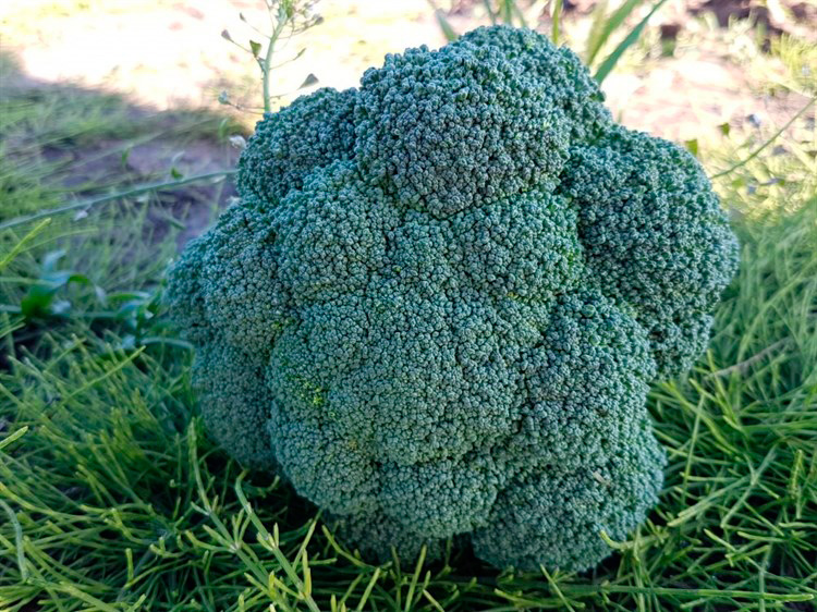 ����  ������ SEEDSPOST ������� �������� �������� F1, 10 ��. ������� ���� Sakata, ������ �� 106 ���