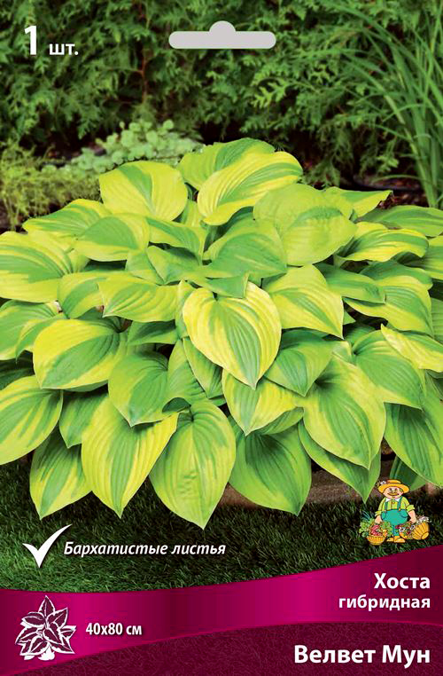 ����  ���������� �������� ����� ��������� ����� ��������� ������ ���, 1 ��., ������ �� 425 ���