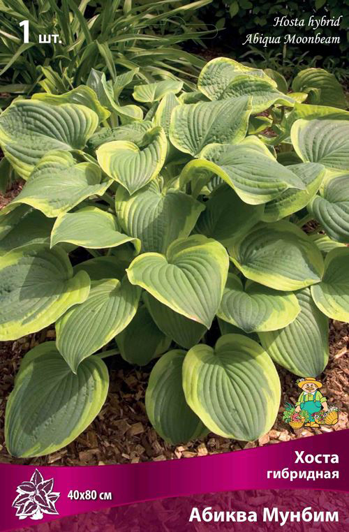 ����  ���������� �������� ����� ��������� ����� ��������� ������ ������, 1 ��., ������ �� 375 ���