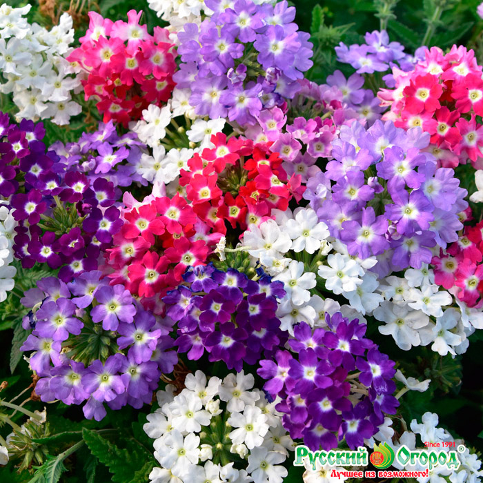 ����  ������ ������� ������ ������� ������ ����, 15 ��., ������ �� 159 ���