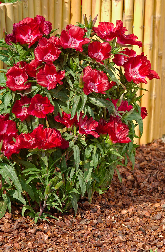 ����  ������ ���������� ������� ��������������� ������ ��������, 0,1 � ������ ������� ��������, ������ �� 53 ���