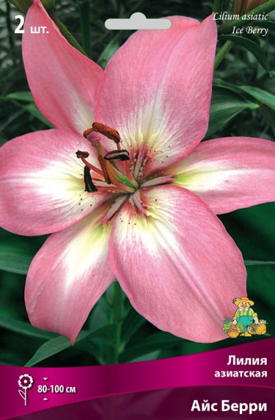 ����  ���������� �������� ����� ��������� ����� ��������� ��� �����, 2 ��., ������ �� 360 ���