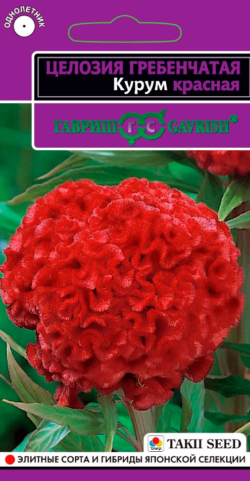 ����  ������ ������ ������� ����������� ����� �������, 10 ��. Takii, ������ �� 45 ���