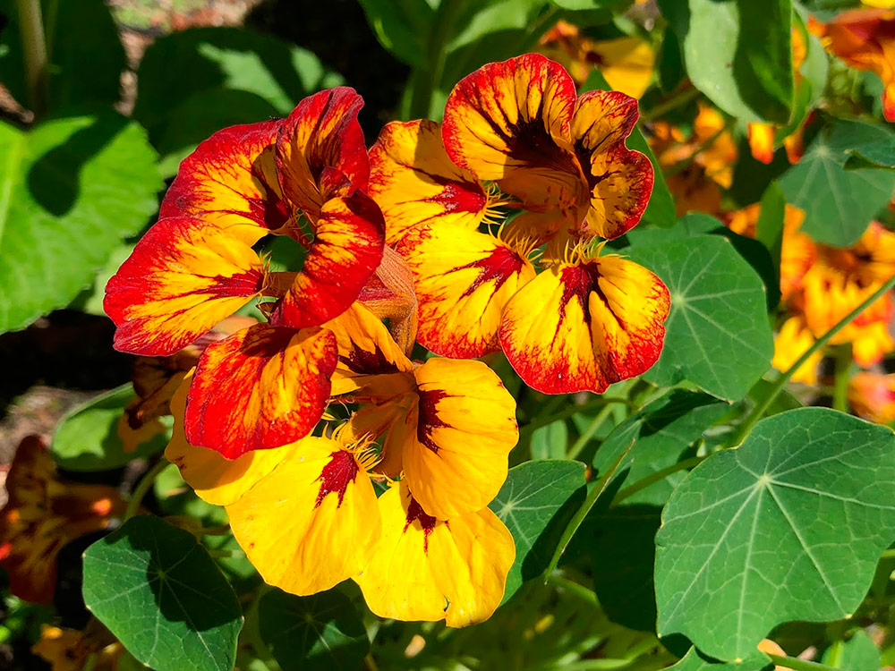 ����  ������ ���������� ��������� �������� ����, 7 ��. ������� ���������, ������ �� 68 ���