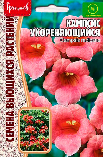 ����  ������ ��������� ������� ������������� (Campsis radicans), 20 ��. ������ �������� ��������, ������ �� 118 ���