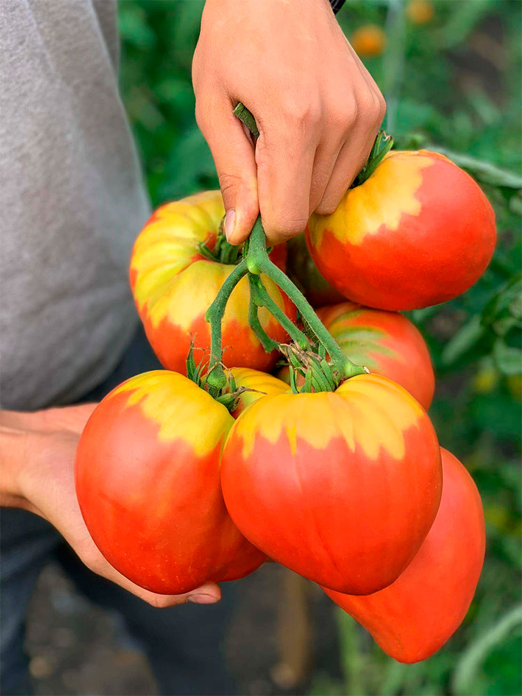 ����  ������ ���� ������ ����� ���� ����, 5 ��., ������ �� 125 ���