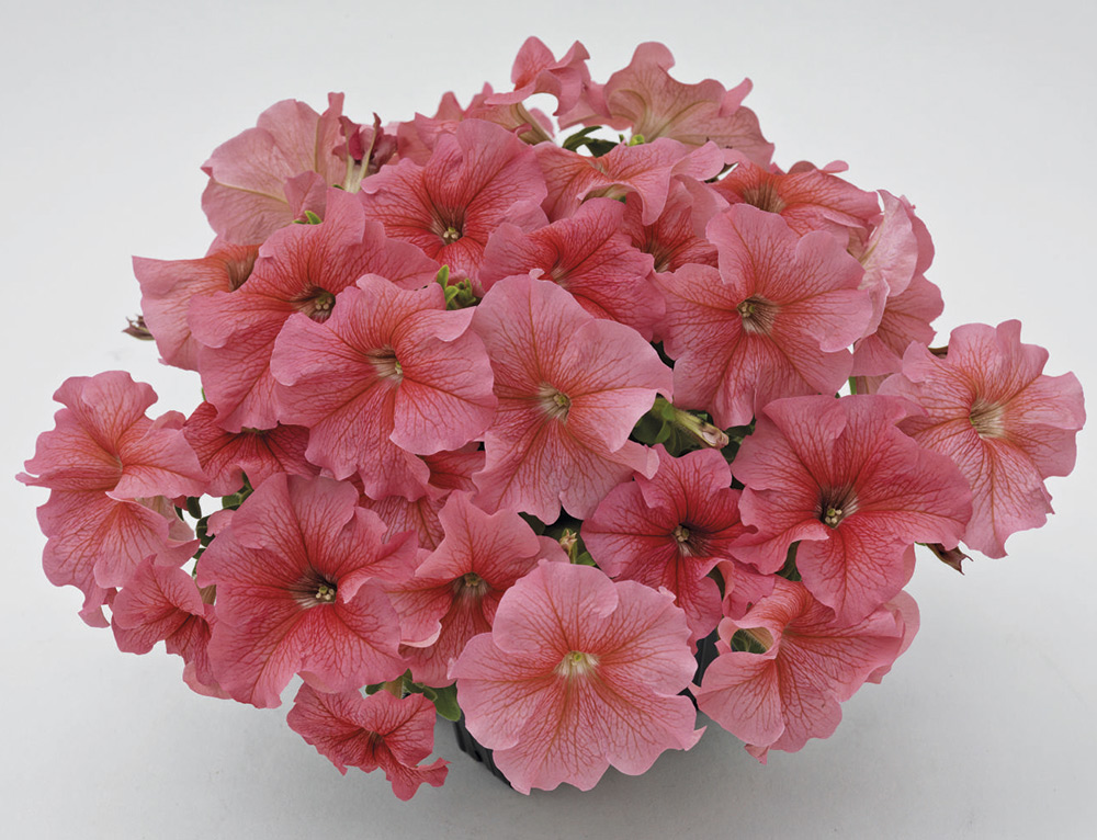 ����  ������ ���������� ������� ��������������� ������� 360 ������ ���� F1, 10 ����� Benary, ������ �� 95 ���