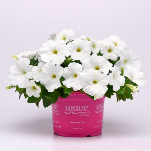    SEEDSPOST   3   (E3 Easy Wave)  F1, 5  PanAmerican  ,   395 