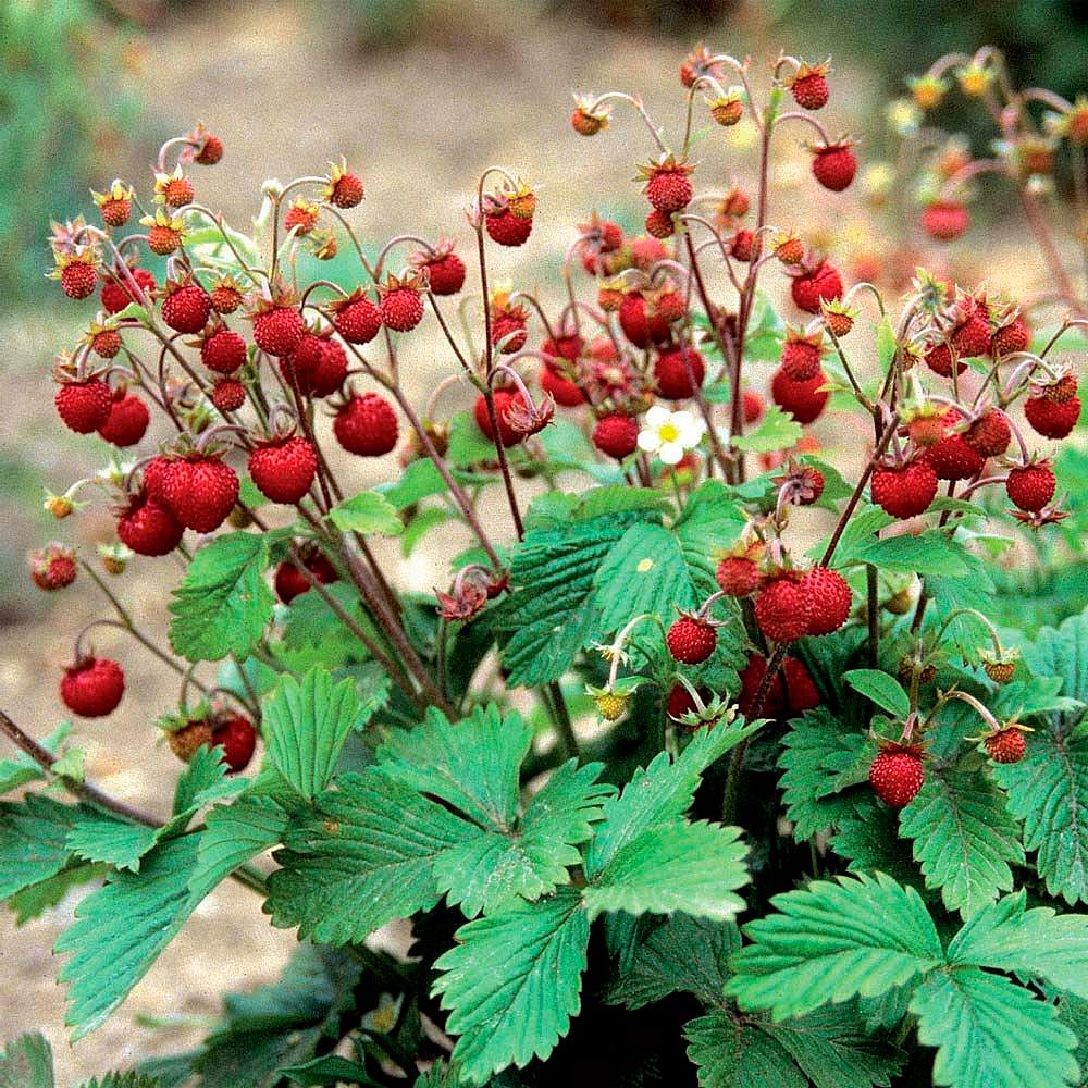 ����  ������ ���� ������ ��������� ������, 0,1 �, ������ �� 175 ���