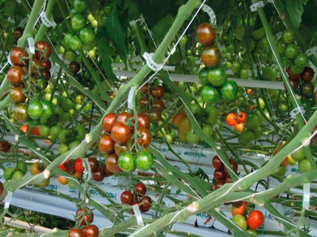 ����  ���� �� ���������� ListOK ��������� ����� ������� LISTOK, 25 ��., ������ �� 120 ���