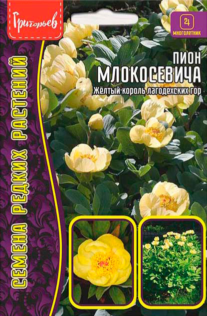       (Paeonia mlokosewitschii), 3 .       -     , -, 