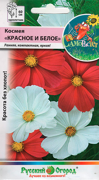 ����  ������ ������� ������ ������ ������� � �����, �����, 0,3 � ���� ������!, ������ �� 39 ���