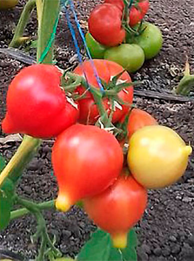 ����  ������ ����� ������ ����� ������ F1, 5 ��., ������ �� 65 ���