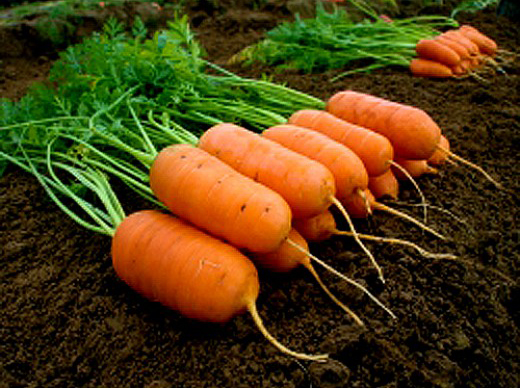 ����  ������ ����� ������ ������� ���� F1, 0,5 �, ������ �� 95 ���