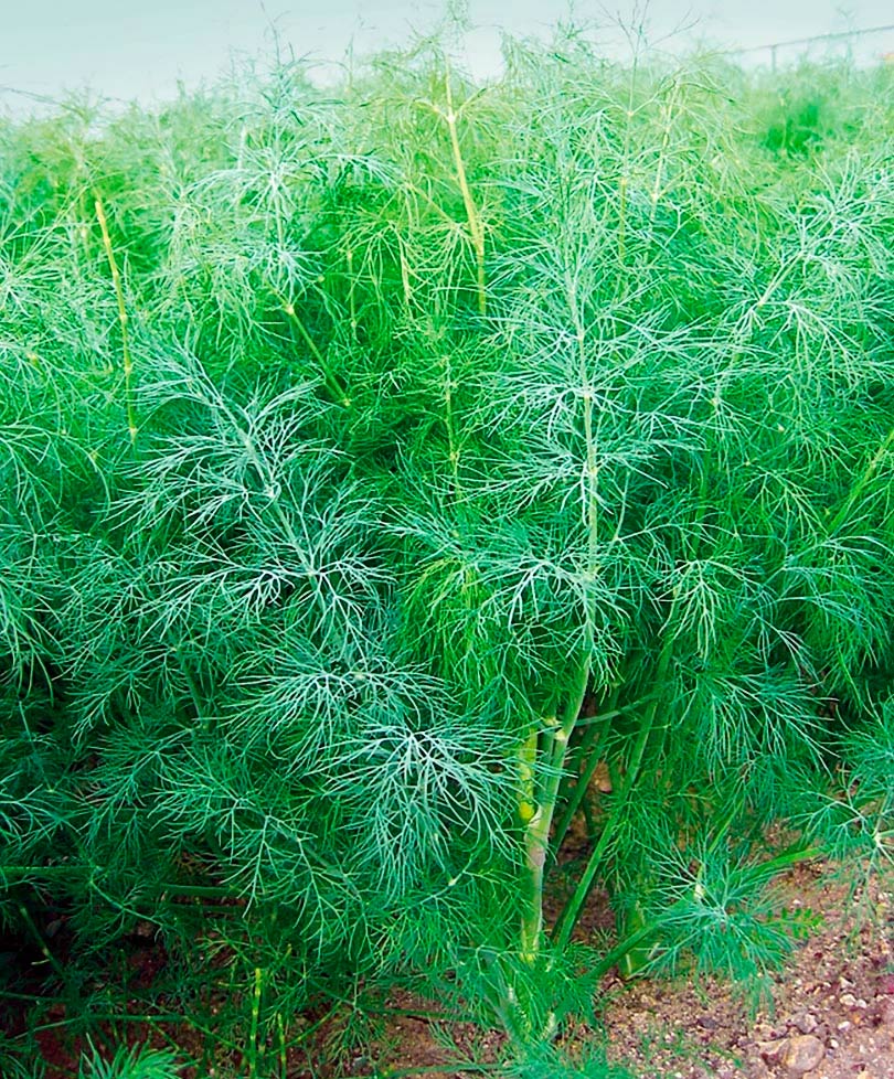 ����  ������ ���� ������ ����� ��������, 1 �, ������ �� 68 ���